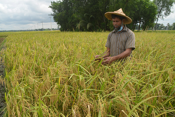সেই জলায় ২০ বছর পর আউশ ফসলের হাসি