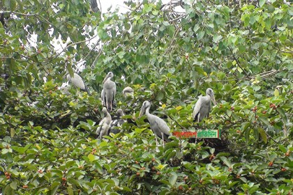 বটপাকুড় গাছের ডালে ডালে বাসা বেঁধেছে শামুক খোল পাখি