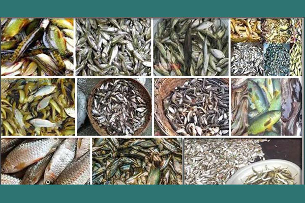বাংলাদেশে যেসব দেশি মাছের পেটে পাওয়া গেছে ক্ষতিকর প্লাস্টিক কণা