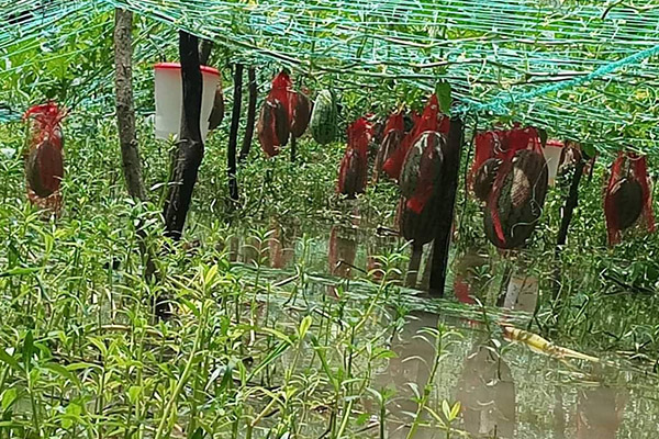 নোয়াখালীতে হলুদ তরমুজ চাষ করে লাভবান হচ্ছেন কৃষকরা