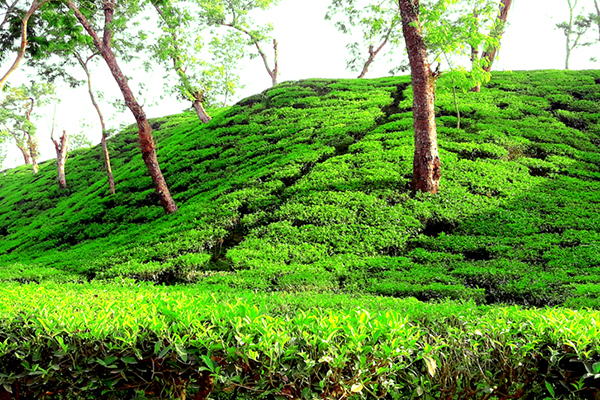 লোকসান কাটিয়ে ঘুরে দাঁড়ানোর চ্যালেঞ্জ