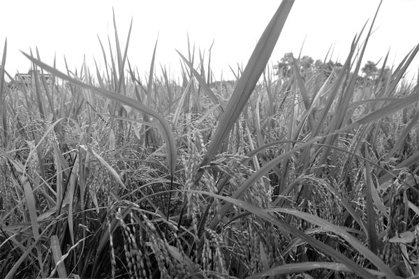 সেই পয়াতের জলায় আউশ ফসলের হাসি