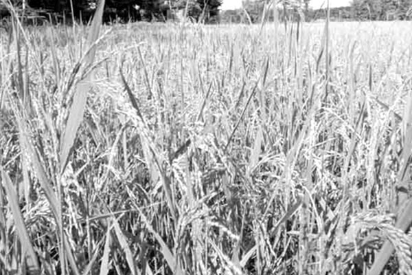 বাম্পার ফলনের সম্ভাবনা