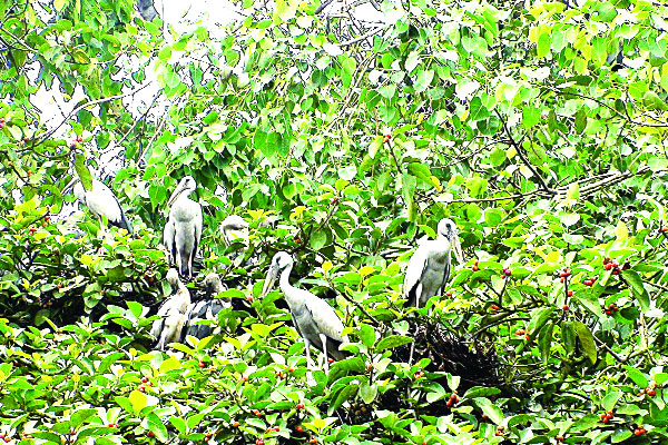 গাছের ডালে শামুকখোলের বাসা
