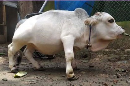 সাভারের সেই খর্বাকৃতির গরু ‘রানী’র মৃত্যু নিয়ে ধোঁয়াশা!