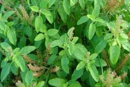 তুলসি পাতার যত গুণ  