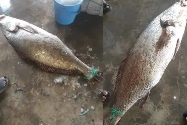 জেলের জালে ২৭ কেজির রুপালি পোয়া, দাম ৫ লাখ ৩০ হাজার টাকা
