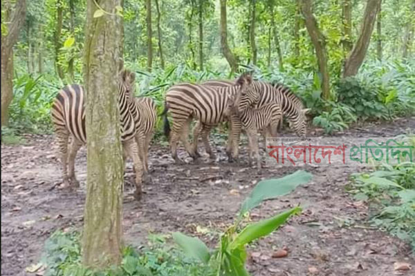 সাফারি পার্কে জেব্রা পরিবারে নতুন অতিথি