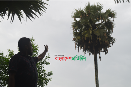 চারশ' বাবুই পাখির জন্য কৃষকের ভালোবাসা