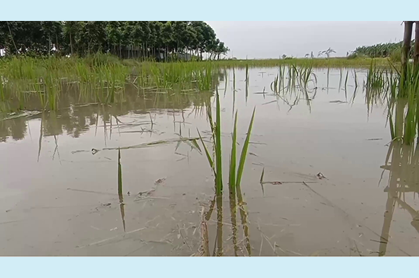 পাবনায় পদ্মা যমুনায় পানি বৃদ্ধি, তলিয়ে গেছে বিস্তীর্ণ ফসলি জমি