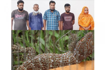 বরিশালে বিলুপ্ত প্রাণি তক্ষকসহ আটক ৫
