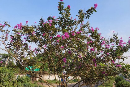 ফুলে ফুলে সেজেছে ঢাকা-ময়মনসিংহ মহাসড়ক