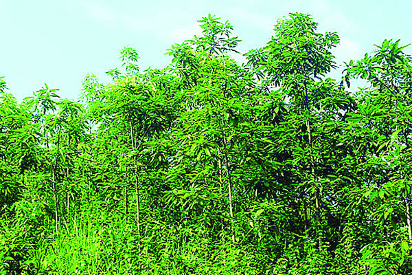 হুমকির মুখে ১৩৭ প্রজাতির ঔষধি বৃক্ষ