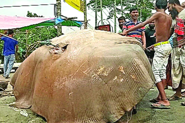 বাগেরহাটে ধরা পড়ল ১০ মণ ওজনের শাপলাপাতা মাছ