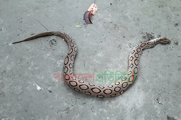 চরভদ্রাসনে শিক্ষকের ঘরে মিলল চন্দ্রবোড়া সাপ