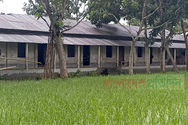 ঠাকুরগাঁওয়ে মাদ্রাসার খেলার মাঠে ধান চাষ
