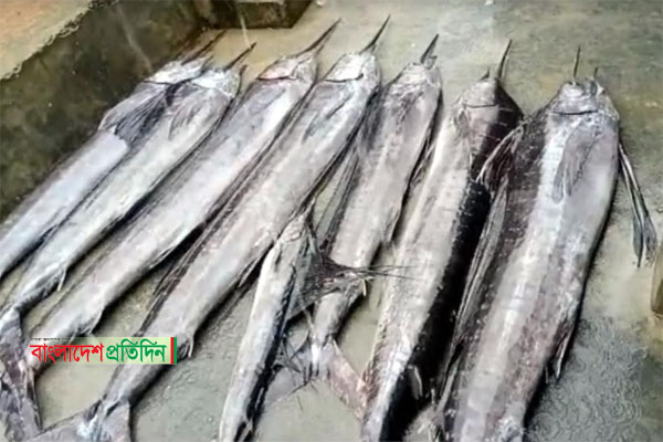 জেলের জালে ধরা পড়লো বিরল প্রজাতির ৮টি পাখি মাছ