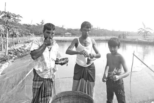 লোকসানে দিশাহারা কাঁকড়া চাষিরা