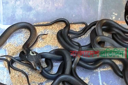 উদ্ধার হওয়া ডিম থেকে ১৫ গোখরার জন্ম