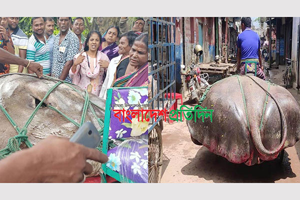 রাজবাড়ীতে জেলের জালে ১০ মণ ওজনের শাপলা পাতা মাছ