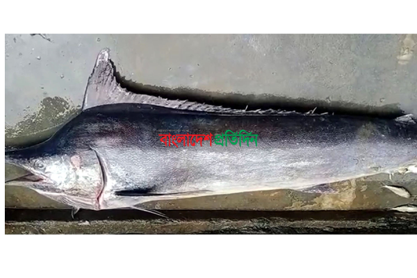বঙ্গোপসাগরে ধরা পড়েছে বিরল প্রজাতির ব্ল্যাক মার্লিন ফিস 