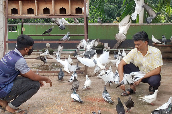 শখের কবুতর পালন করে লাভবান শিক্ষক আলতাফুর