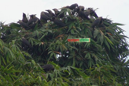 বাঁশঝাড়ে বসেছে কাকের ‘বৈঠক’