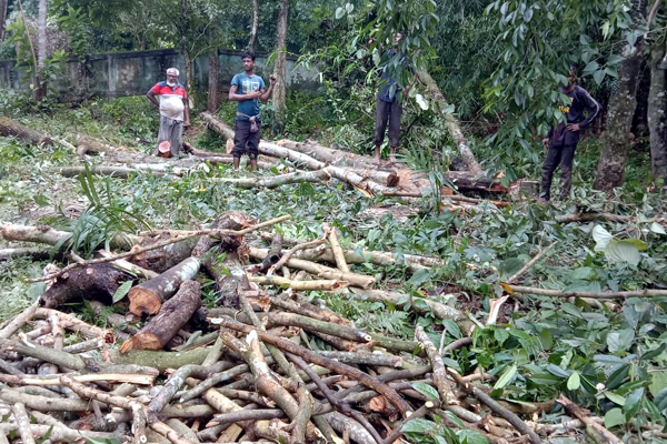 বিশ্বনাথে গাছ কাটাকে কেন্দ্র করে দুই পক্ষের উত্তেজনা!