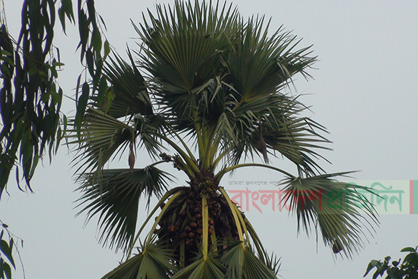 নীলফামারীতে বিলুপ্তির পথে ঐতিহ্যের তালগাছ