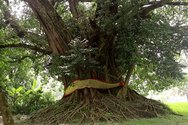 নওগাঁয় ৪০০ বছরের পুরোনো গাছ