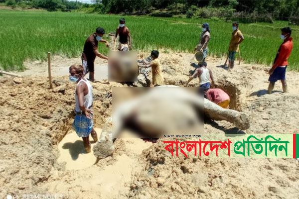 হাতিকে হত্যা করে মাথা-পা বিচ্ছিন্ন করে পুঁতে ফেলার চেষ্টা, অতঃপর...