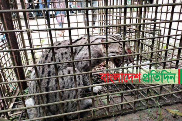 ৯৯৯ থেকে ফোন পেয়ে রাজবাড়ীতে মেছো বাঘ উদ্ধার