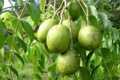 হজমশক্তি বাড়ায় আমড়া 