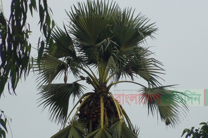 নীলফামারীতে বিলুপ্তির পথে ঐতিহ্যের তালগাছ