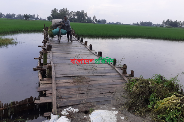নীলফামারীতে চরবাসীর একমাত্র ভরসা 'কাঠের সেতু' 