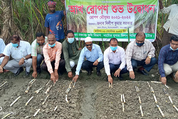 নাটোর চিনিকলের ২০২১-২২ মৌসুমের আখ রোপন উদ্বোধন