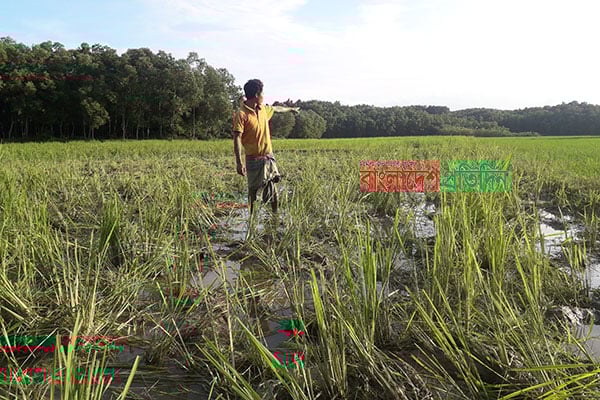 বন্যহাতির তাণ্ডবে নির্ঘুম রাত কাটাচ্ছে সীমান্তবাসী 