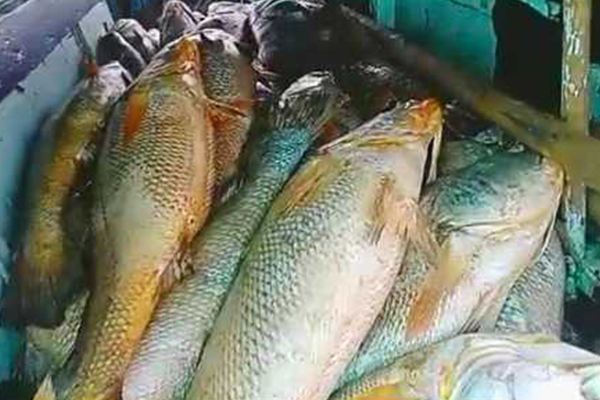 ১৫৭ মাছের দাম ১ কোটি ৩৩ লাখ রুপি