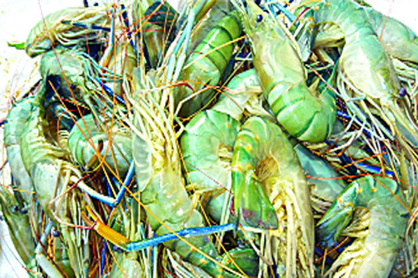 উপকূলে চিংড়ি উৎপাদনে যত প্রতিবন্ধকতা
