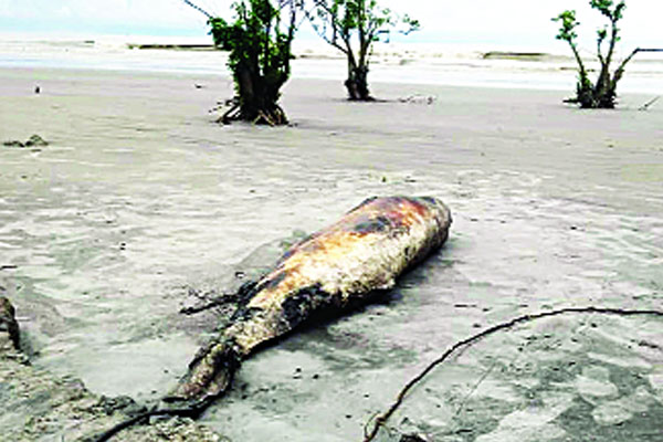 কুয়াকাটা সৈকতে ফের মৃত ডলফিন