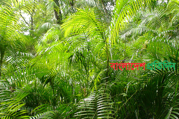 কালের বিবর্তনে হারিয়ে গেছে চিরসবুজ
 বেত ঝাড় 