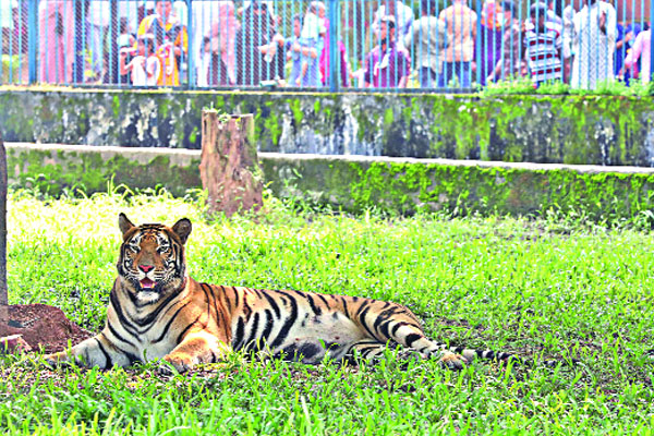 ছুটির দিনে জমজমাট চিড়িয়াখানা