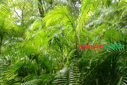 কালের বিবর্তনে হারিয়ে গেছে চিরসবুজ
 বেত ঝাড় 