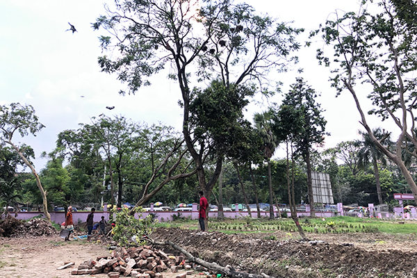 গাছ কেটে পাখি হত্যাকারীদের আইনের আওতায় আনার দাবি