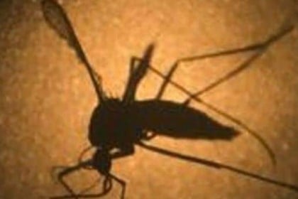 করোনার মধ্যেই অদ্ভুত ধরনের ‘ম্যালেরিয়া’র হানা কলকাতায়!