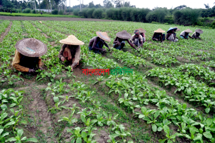 বগুড়ার মাঠে মাঠে আগাম শীতকালীন সবজি