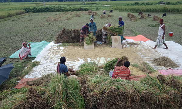 নীলফামারীতে আউশের বাম্পার ফলন