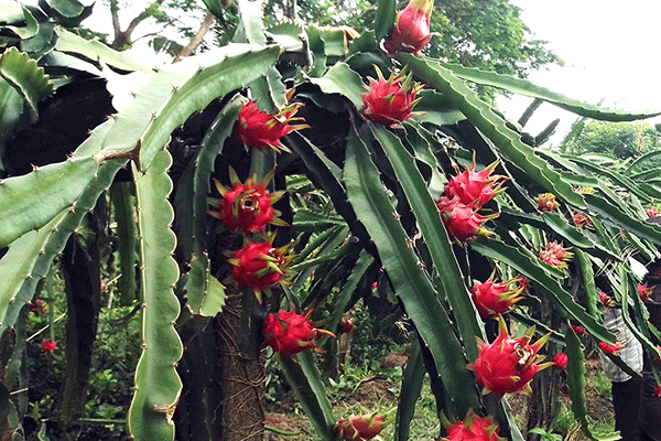 কলাপাড়ায় ড্রাগন চাষে সফলতা
