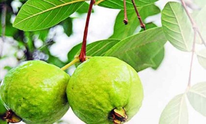 দৃষ্টিশক্তি বৃদ্ধিতে ভূমিকা পালন করে পেয়ারা