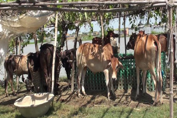 মানিকগঞ্জে গবাদি পশু নিয়ে বিপাকে পানিবন্দী চরাঞ্চলবাসী